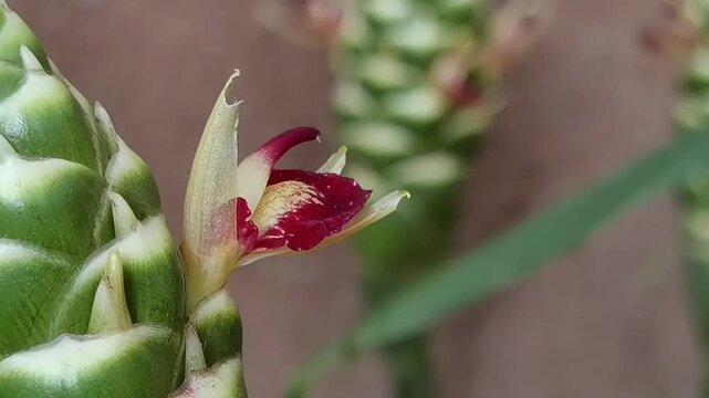 Common Ginger: A camera zooming in technique focuses tightly on the rare red and yellow orchid-like blossom growing from a green Zingiber officinale cone.