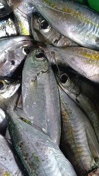 Fresh Yellowstripe Scad Fish Pile at Maluku Traditional Fish Market Indonesia