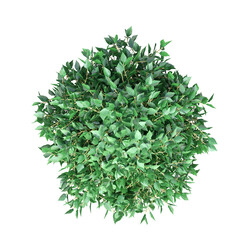 Obraz premium deciduous tree, isolate on a transparent background, 3d illustration