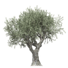 Obraz premium deciduous tree, isolate on a transparent background, 3d illustration