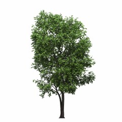 Obraz premium deciduous tree, isolated on white background, 3D illustration, cg render
