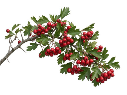 Detailed hawthorn branch with red berries and green leaves isolated on transparent background for nature graphics