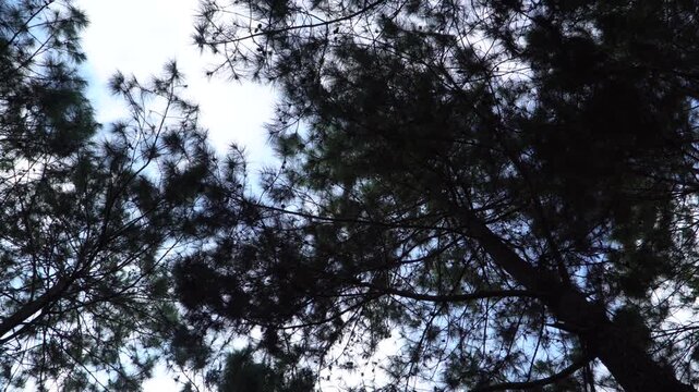 Rotating low angle view looking up at a dark pine tree canopy against a bright blue sky.