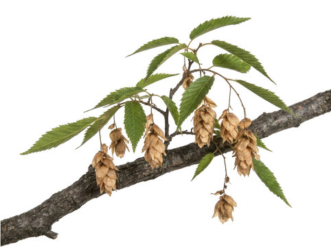 Branch of hop plant with green serrated leaves and dried flower cones isolated on transparent background for design