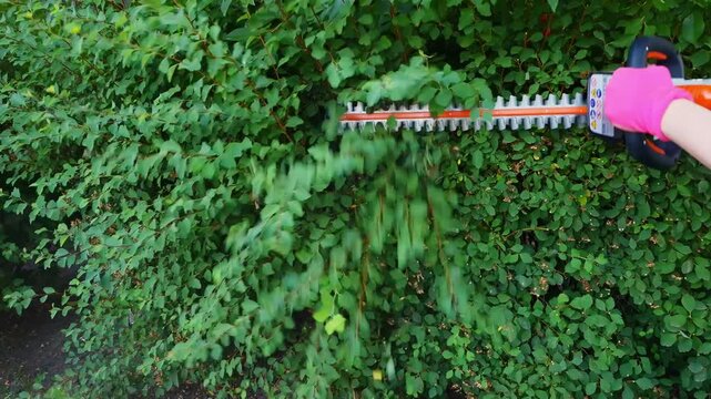 A person wearing pink gloves uses an electric hedge trimmer to meticulously shape and maintain lush green spirea bushes in a private yard, showcasing home gardening