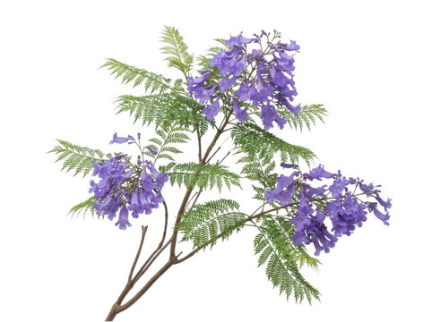 Purple jacaranda flower cluster with delicate green leaves isolated on a transparent background for botanical designs