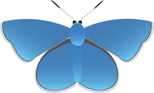 Adonis blue butterfly vector illustration isolated on a clean background, ideal for nature, wildlife, and educational designs.