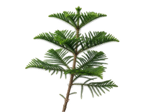 Small Norfolk Island pine tree branch with textured needles isolated on transparent background for home decor design