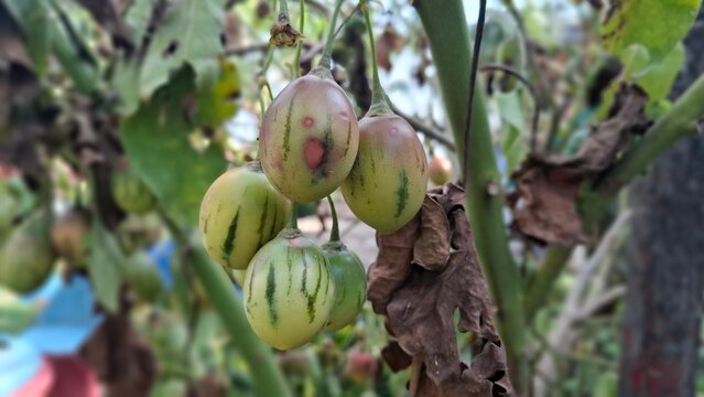 Tree Tomato or Tamarillo (Solanum betaceum)