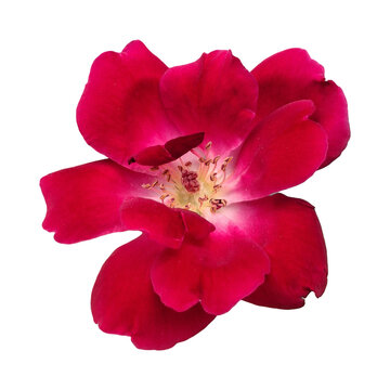 Single Red Rose Bloom Isolated on Black Background, Top View Macro Floral Photography