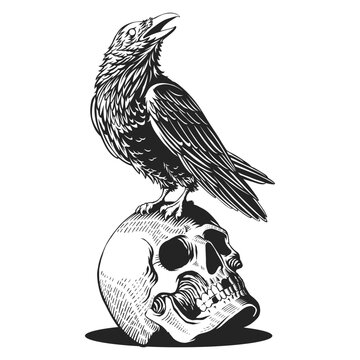 Detailed monochrome gothic raven perched on dark human skull skeleton bone. Suitable for spooky and halloween themed designs. Eerie and captivating visual.