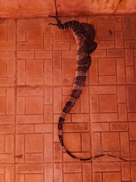 A top-down view of a monitor lizard crawling across a red terracotta tiled floor, attempting to enter a drainage outlet, revealing its long tail and scaly skin.