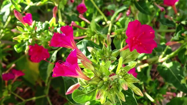 Pink Mirabilis Flower Opening and Blooming in Time Lapse