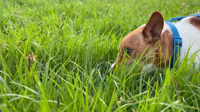 Jack Russell Terrier Playing with Toy and Eating Grass in Park. a fun outdoor moment between a pet and its owner in a park or backyard.