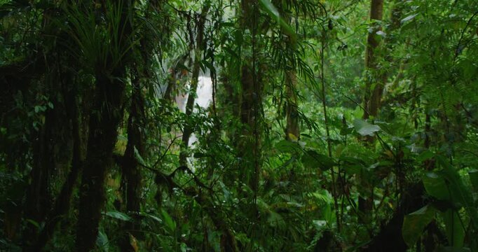 Dense Costa Rica rainforest with glimpse of distant waterfall through lush vegetation