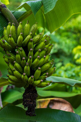 Clusters of wild, green bananas grow laden with fruit under the tropical sun. © paul