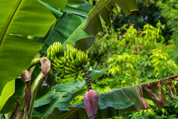 Clusters of wild, green bananas grow laden with fruit under the tropical sun. © paul