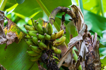 Clusters of wild, green bananas grow laden with fruit under the tropical sun. © paul