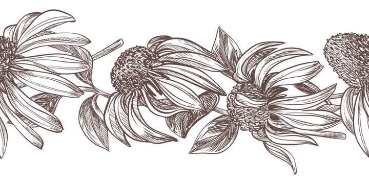Vector seamless pattern of echinacea. Sketch of black samson in engraving style for herbal tea. Horizontal border in ancient technique of etching. Linear ink line drawing of retro purple coneflower.