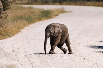 Baby elephant crossing a gravel road alone © Luigi