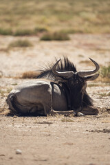 Wildebeest resting on bare pale ground © Luigi