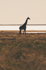 Giraffe silhouetted against a white salt pan © Luigi