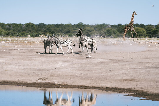 Zebras and a giraffe gathered at a waterhole