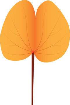 Detailed botanical illustration of Bauhinia aureifolia, an exotic tropical plant, isolated on a clean background for commercial and decorative use.