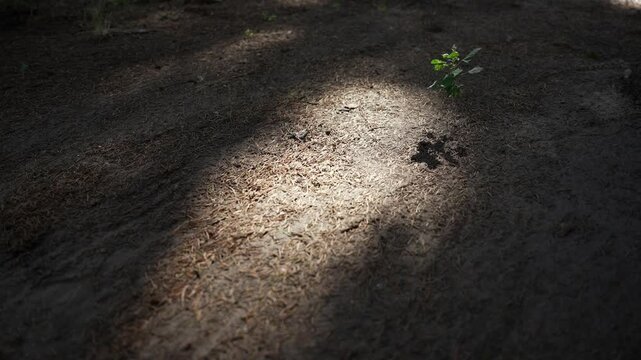 Small green plant gently swaying in light breeze, growing in dry forest soil covered with pine needles, with patch of sunlight illuminating ground. Shadow from a plant, abstract natural background.