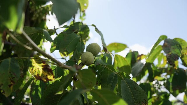green ripening walnuts in the rays of the sun on a tree branch. Unripe Nuts Amid Autumn Branches and Blue Sky
