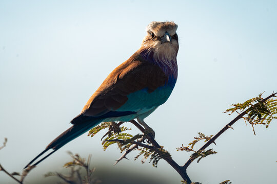 Lilac breasted roller perched on a thorn branch