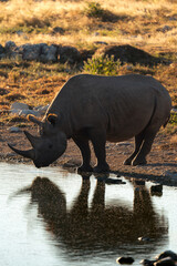 Black rhino drinking with a perfect reflection © Luigi