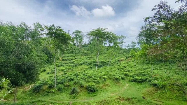 Lush Green Tea Garden Landscape with Rolling Hills in Sylhet
