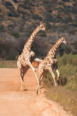 Two giraffes crossing a red earth road © Luigi
