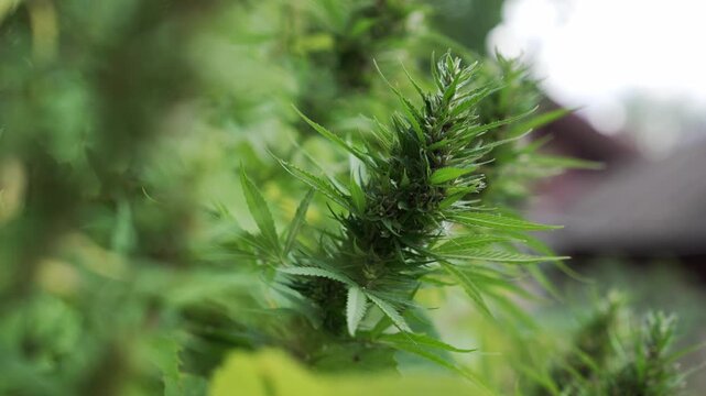 Dense, mature cannabis plants featuring lush green foliage and flowering tops of healthy marijuana intended for medical or recreational use.
