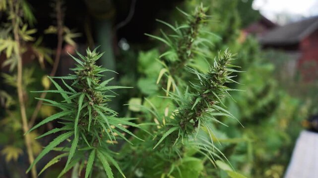 Dense, mature cannabis plants featuring lush green foliage and flowering tops of healthy marijuana intended for medical or recreational use.