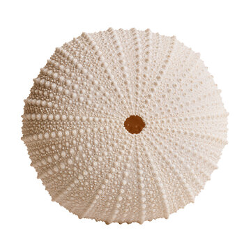 Spiny sea urchin shell displayed in natural setting with white and textured surface showcasing marine life
