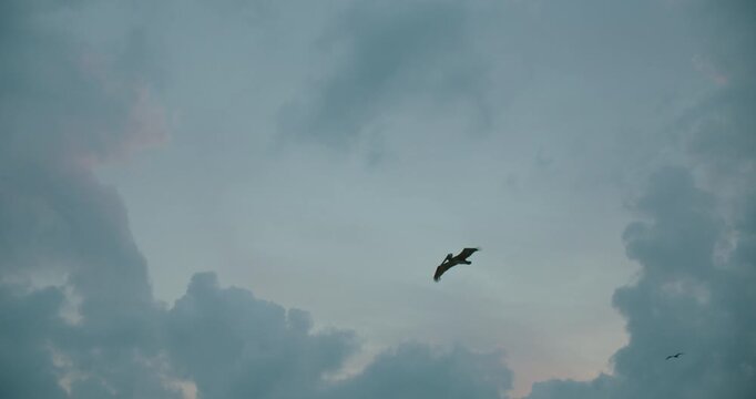 Pelican flying high in cloudy gray sky over coast of Quintana Roo Mexico