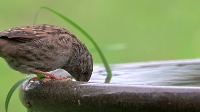Hedge Sparrow or Dunnock (Prunella Modularis) drinking water from a garden bird bath. September, Kent, UK [Slow motion x5]