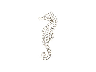 Hand Drawn Seahorse Illustration, Vintage Engraving Style © yoko