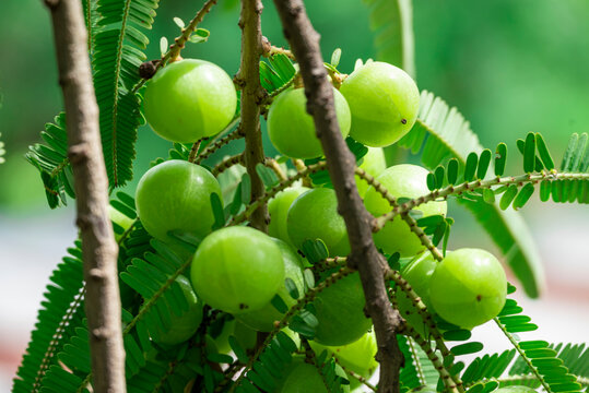 Indian gooseberries or amla fruit growing on a tree, Phyllanthus emblica tree for ayurvedic herbal plant