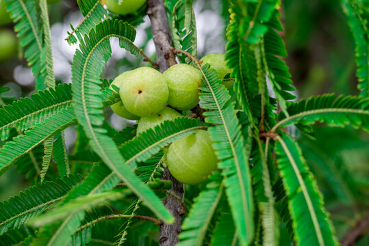 Indian gooseberries or amla fruit growing on a tree, Phyllanthus emblica tree for ayurvedic herbal plant