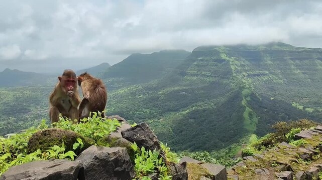 Rhesus macaque couple with stunning scenic view in Tikona fort, India. Monsoon season creates a perfect condition to visit those iconic Indian locations