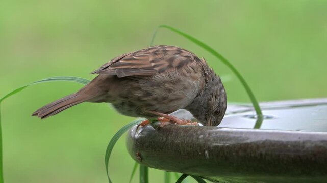 Hedge Sparrow or Dunnock (Prunella Modularis) drinking water from a garden bird bath. A drop of water comically landing on its head. September, Kent, UK [Slow motion x5]