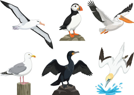 A collection of various sea birds including gulls puffins pelicans and cormorants in different poses.