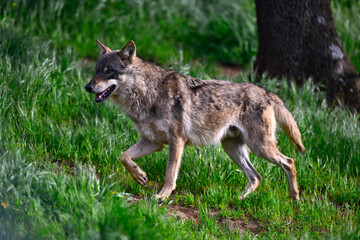 European wolf - male // Europäischer Wolf - Männchen (Canis lupus lupus) © bennytrapp