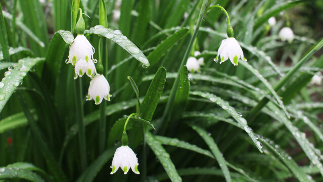 秋の草露、雨上がりのすずらん