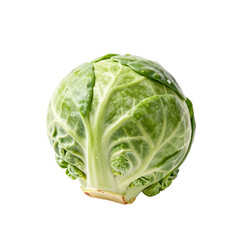 Fototapeta premium Single fresh brussels sprout with water droplets on white background
