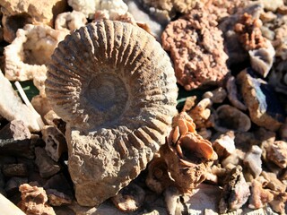 Ammonite fossil in Morocco © Soogi