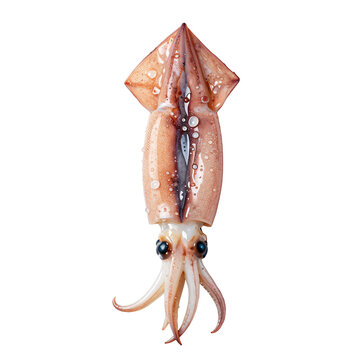 Fresh raw squid with tentacles and water droplets on a white background